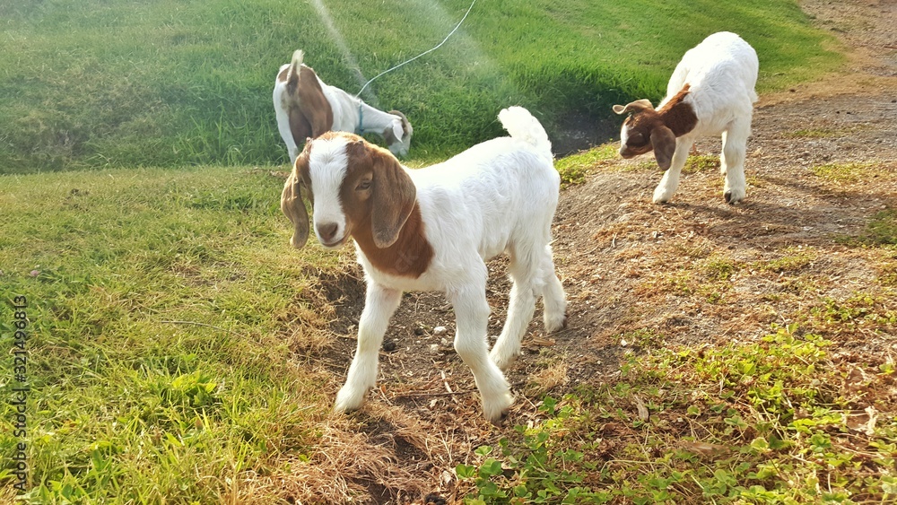 goat on a farm