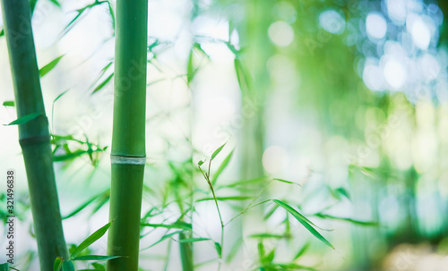 Close up of bamboo branches in a botanical garden in Athens; fresh green bamboo forest background