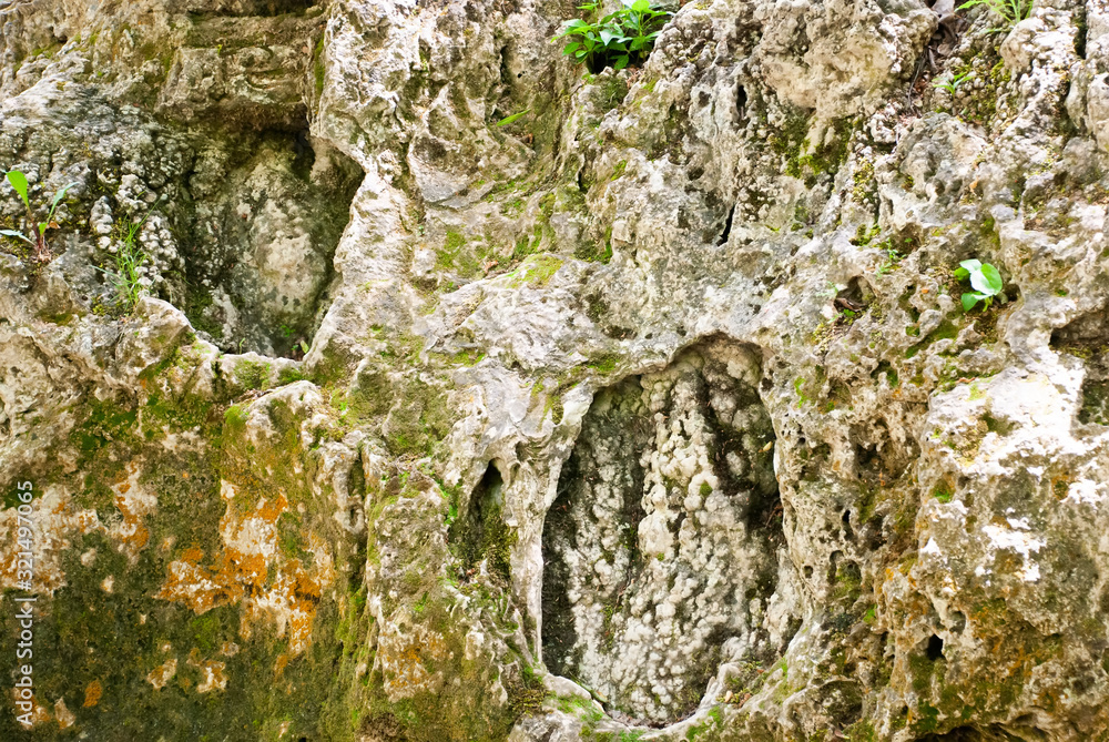stone surface with moss and plants stone surface with moss and plants