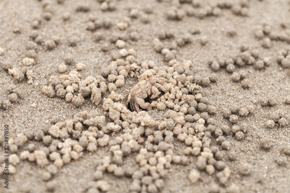 Sand bubbler crab or sand-bubbler i Sand bubbler crab or sand-bubbler i