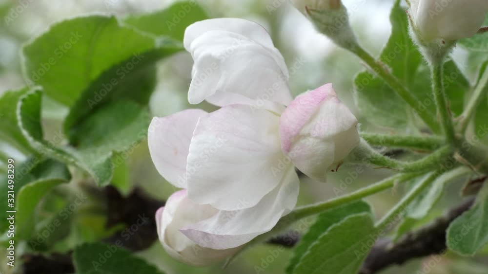 Apple blossoms in the spring sunshine Apple blossoms in the spring sunshine