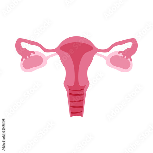 Female reproductive organs or system. Color flat illustration for anatomy poster, gynecology, medical encyclopedia. Isolated vector icon on white background. Vagina, ovaries, fallopian tubes, uterus