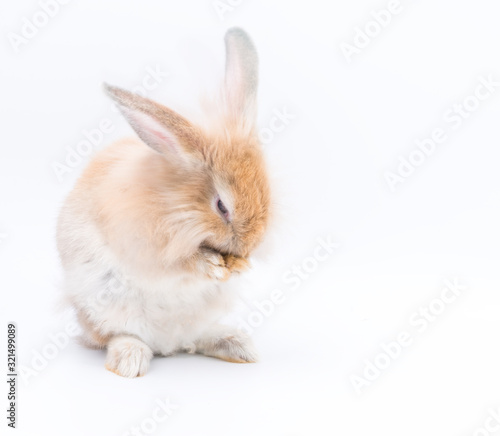 Lovely rabbit standing on two legs with eggs on a white background. Cute Red bunny isolated for easter concept.