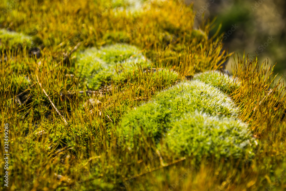 Green moss on the edge of the forest Green moss on the edge of the forest