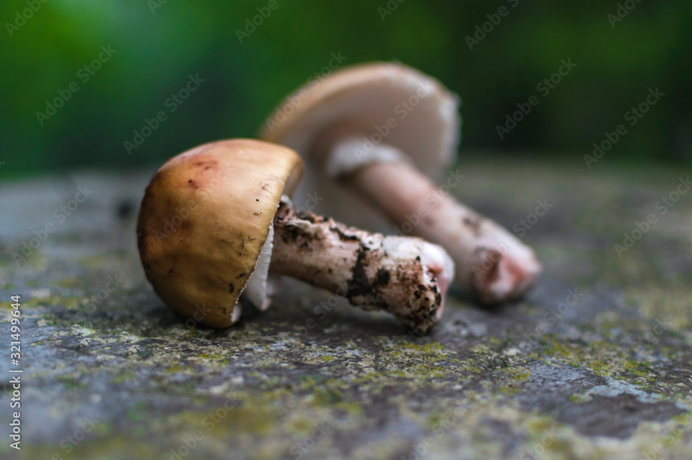 Eatable mushrooms on wet rock. Selective focus Eatable mushrooms on wet rock. Selective focus