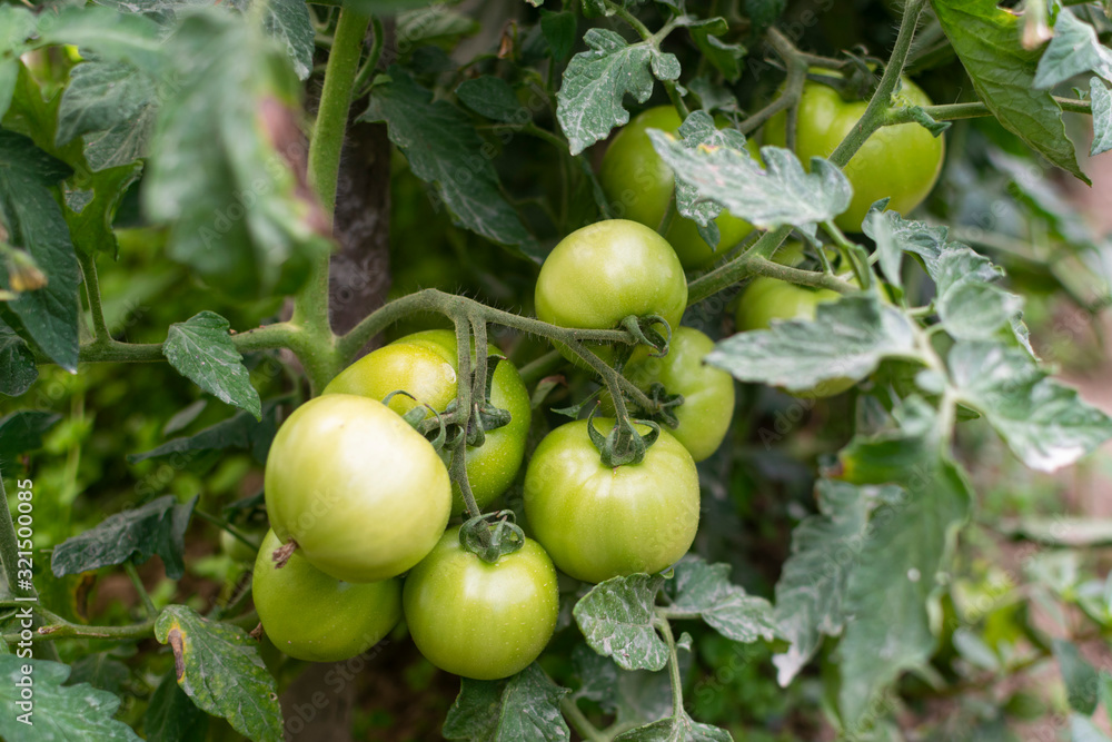 Green , natural, organic tomatoes in greenhouse Green , natural, organic tomatoes in greenhouse