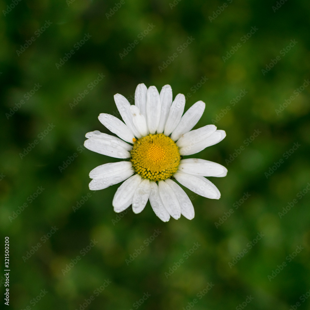 Full frame photo of wet daisy flower in green meadow Full frame photo of wet daisy flower in green meadow