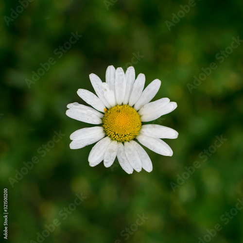 Full frame photo of wet daisy flower in green meadow