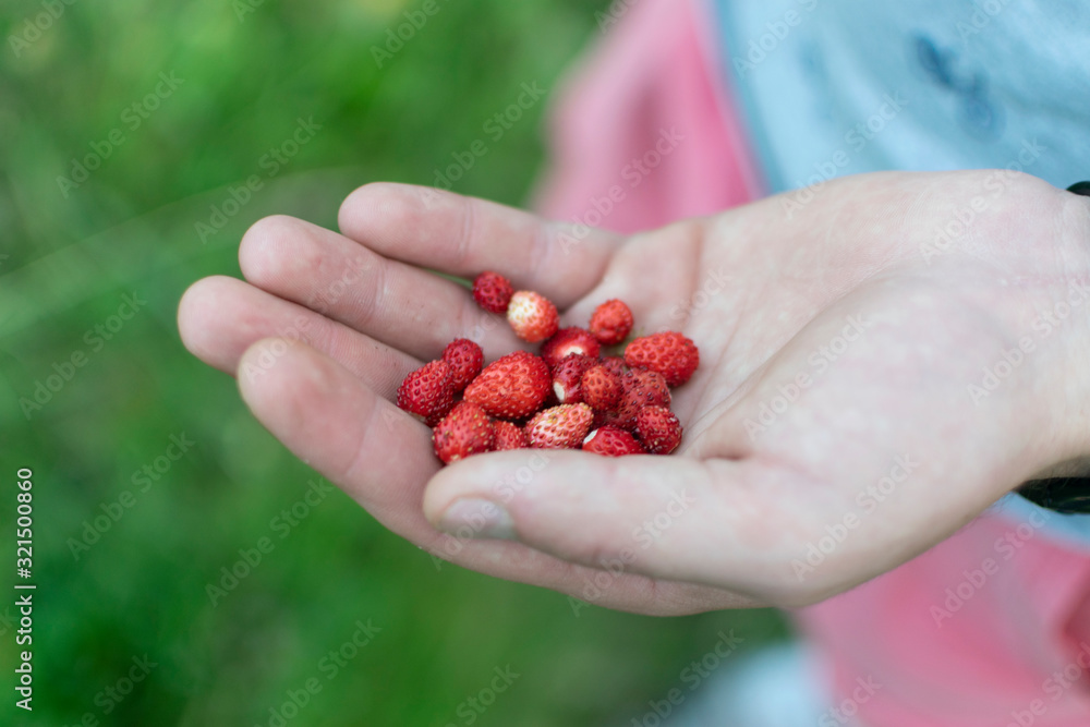 Delicious , wild strawberries in human hands Delicious , wild strawberries in human hands