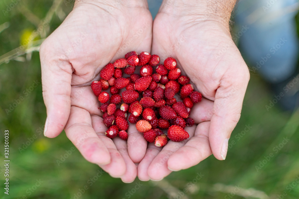 Delicious , wild strawberries in human hands Delicious , wild strawberries in human hands
