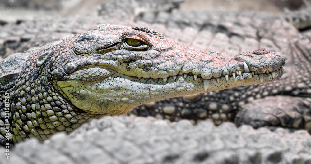 Obraz premium several alligator crocodiles close up