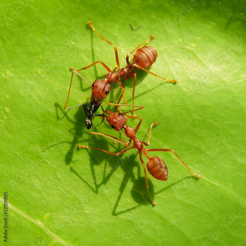 red ants eating black ant on green leaves