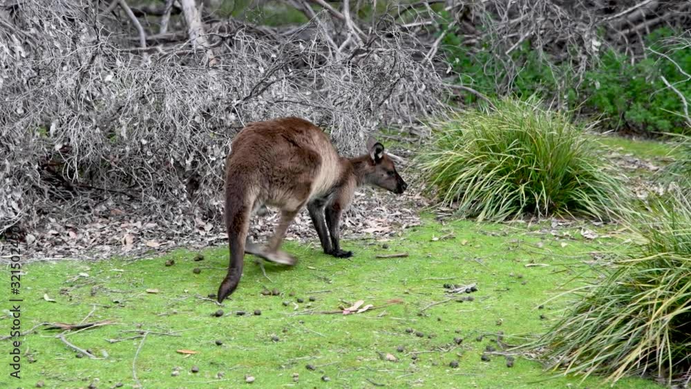 Kangaroo moving and jumping on the grass Kangaroo moving and jumping on the grass