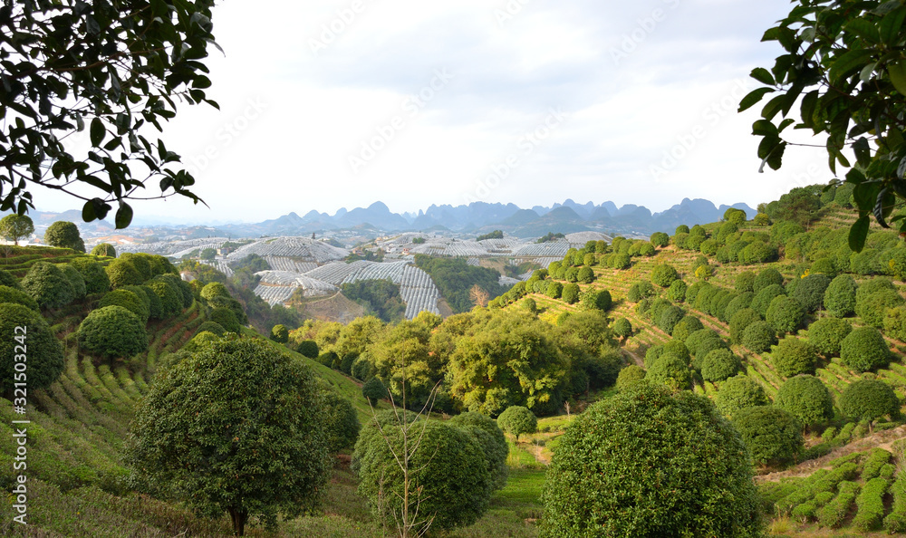 Fototapeta premium Tea Farm in the Mountains of Guangxi, China
