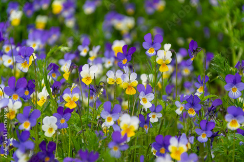 Large group of violet flowers in green meadow