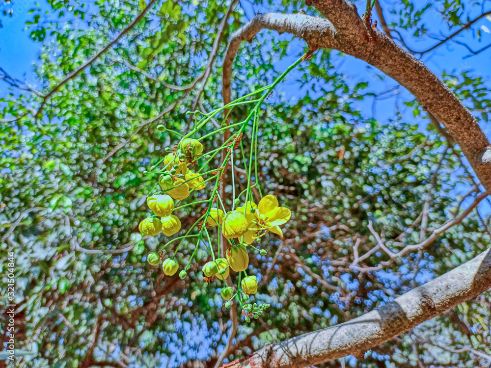 Cassia fistula flower, commonly known as golden shower, purging cassia ...