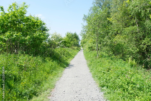Forrest Path