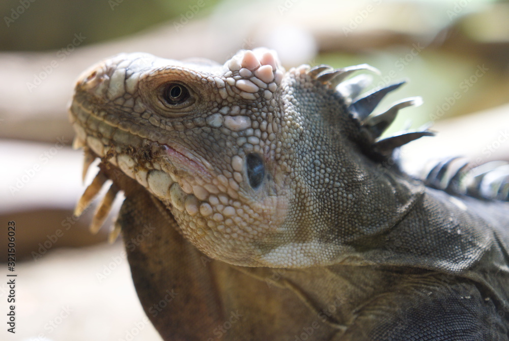 Obraz premium iguana in zoo