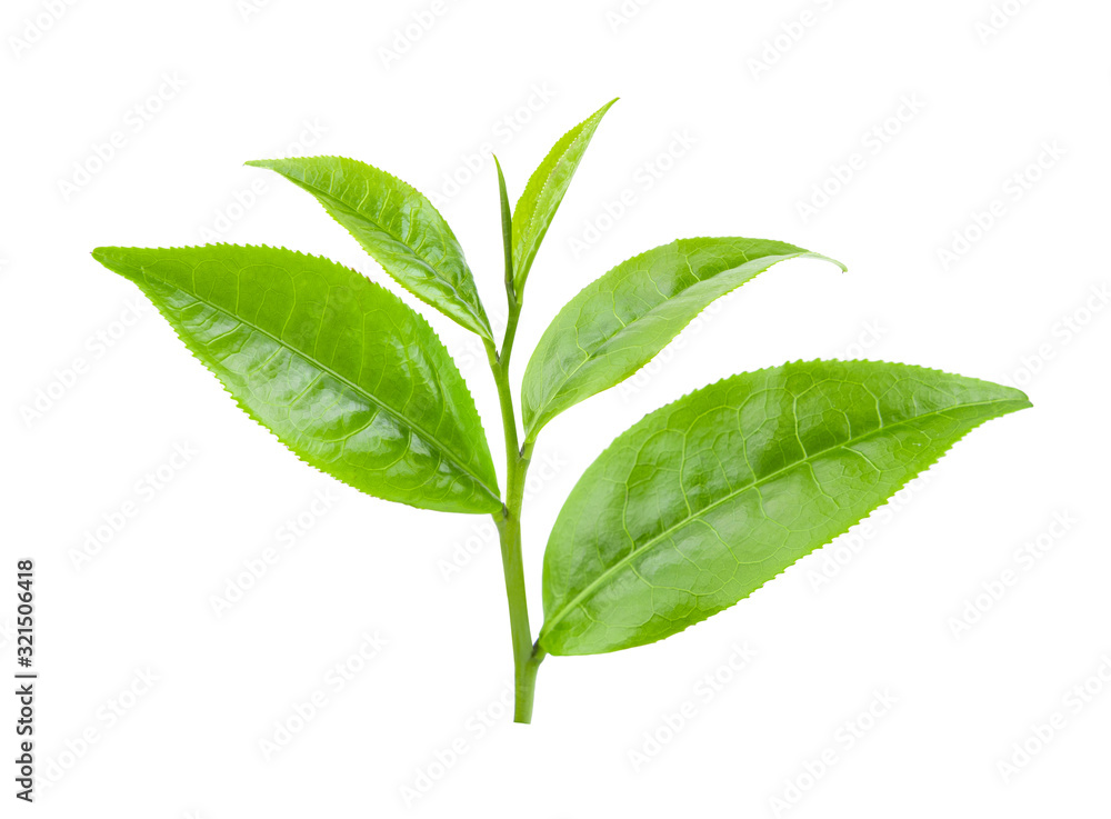 green tea leaf isolated on white green tea leaf isolated on white