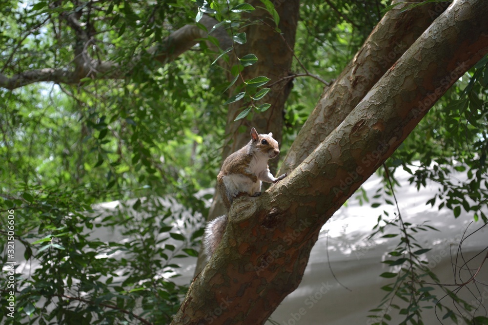 Squirell Squirell