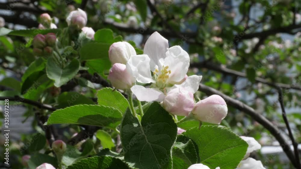 Apple blossoms in the spring sunshine Apple blossoms in the spring sunshine