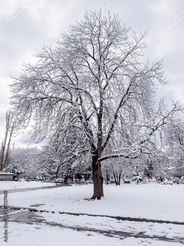 Wallpaper Mural tree in winter Torontodigital.ca