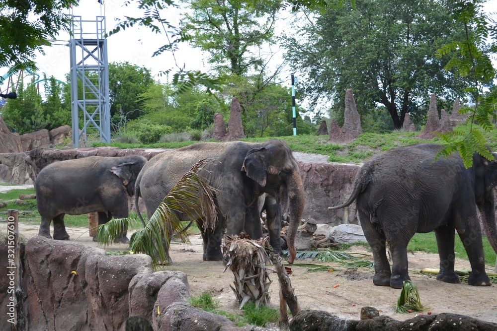 Fototapeta premium Elephants
