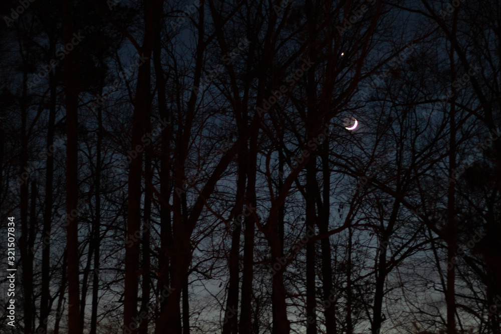 The night sky through the trees at night. The night sky through the trees at night.