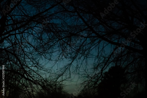 The night sky through the trees at night.