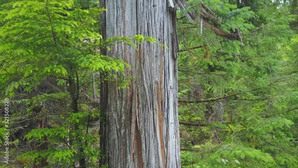 Western Cedar tree in Alaska