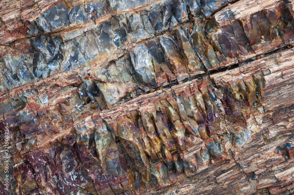 Closeup of petrified wood, Escalante State Park, Utah, USA