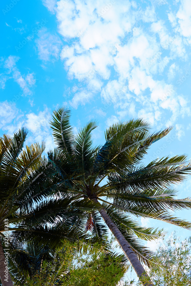 Fototapeta premium palm trees against blue sky