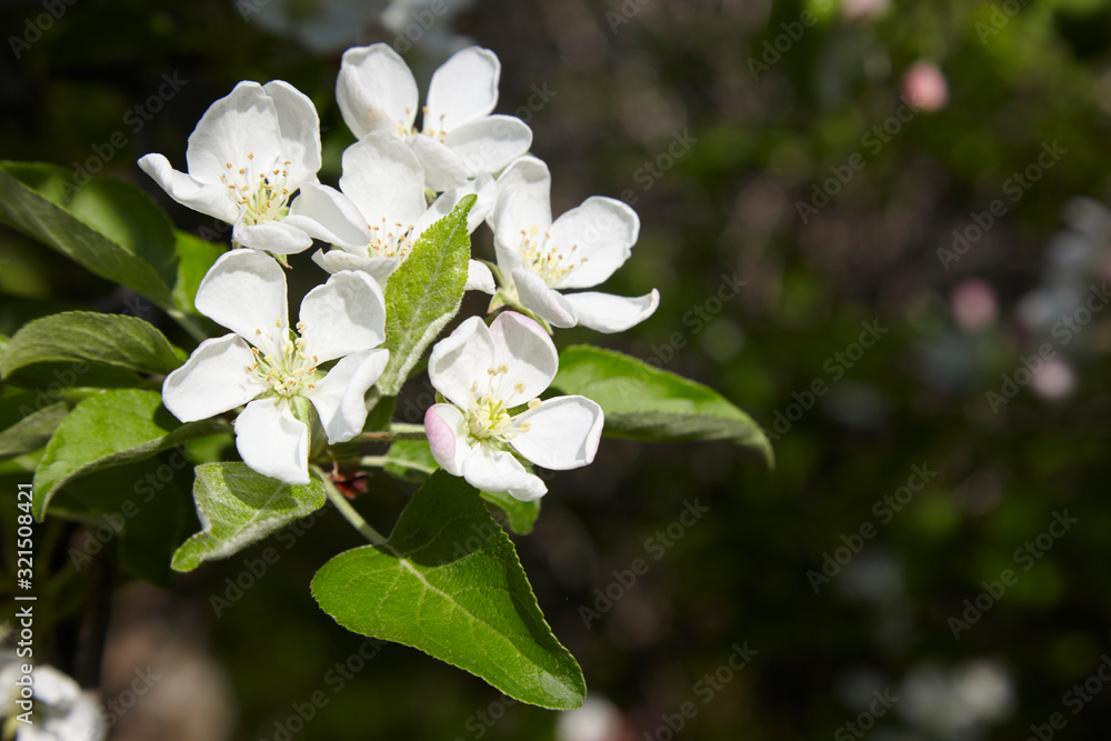 Obraz premium Apple blossoms in the spring sunshine