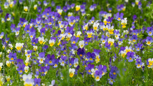 Large group of violet flowers in green meadow
