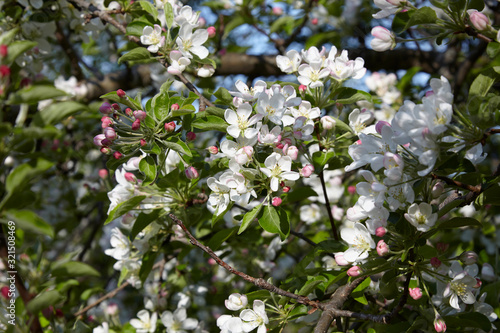 Apple blossoms in the spring sunshine © JimmyC