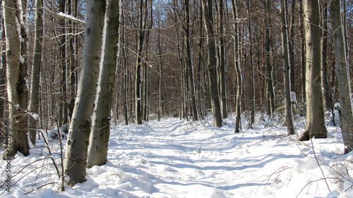 road in winter forest covered with snow. landscape with forest in winter.