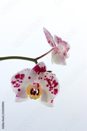 orchid on a white background © Marika