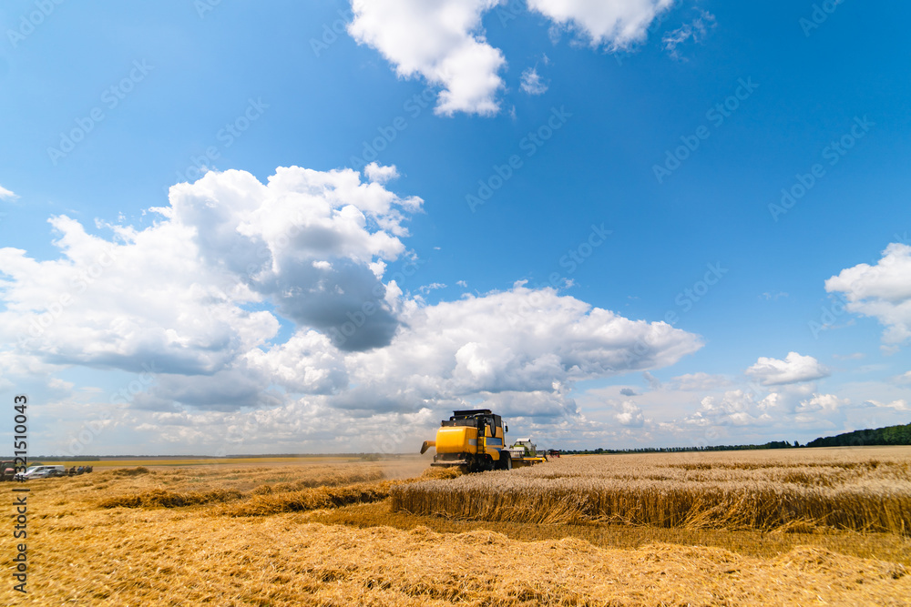 Fototapeta premium A yellow modern combine harvester working in a wheat field