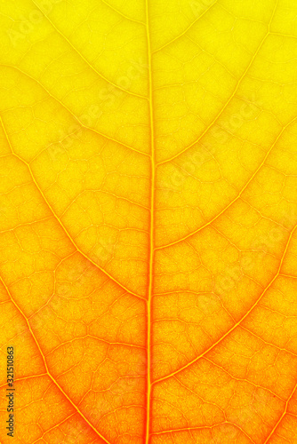 Tree leaf texture as background. Closeup