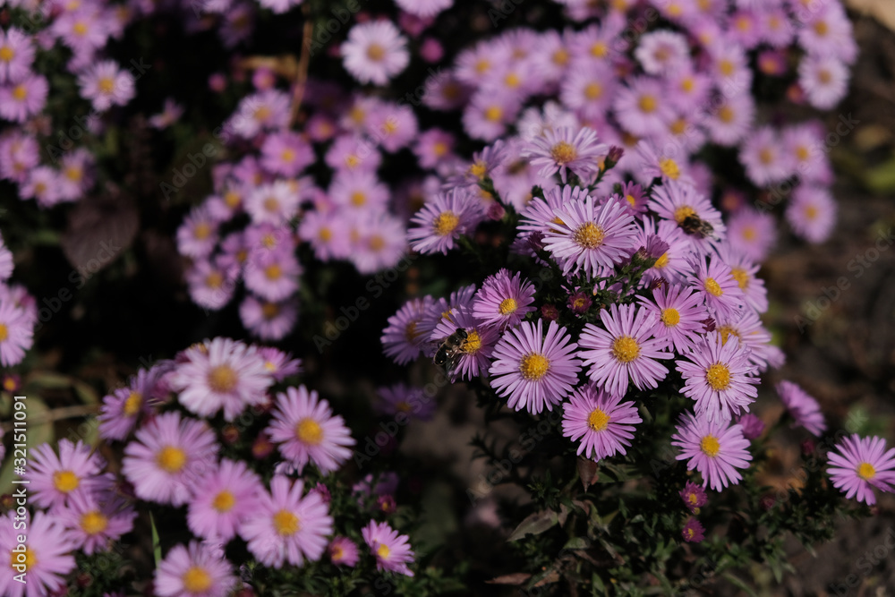 Obraz premium butterfly feeding on Aster flower in a summer midwestern prairie.