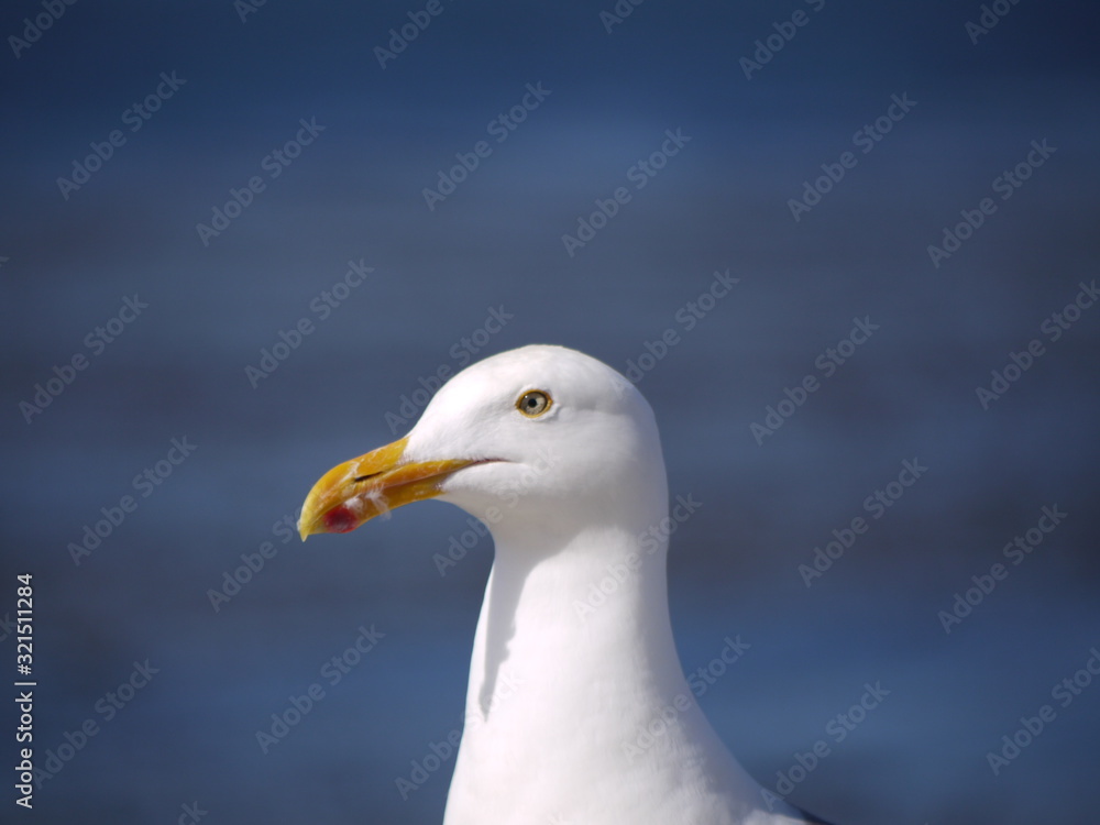 Seagull