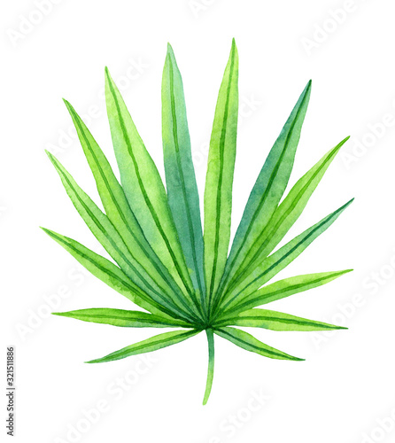 Watercolor bright green tropical palm leaf.