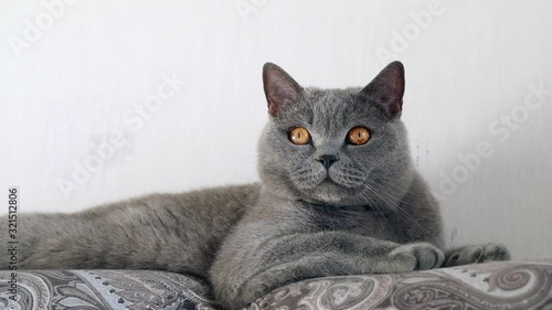 british cat looking around, grey cat slow motion