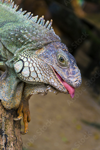 Close up photo of a Iguana sticking out it's tongue