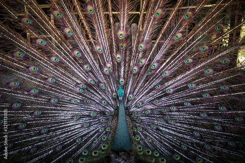 peacock 