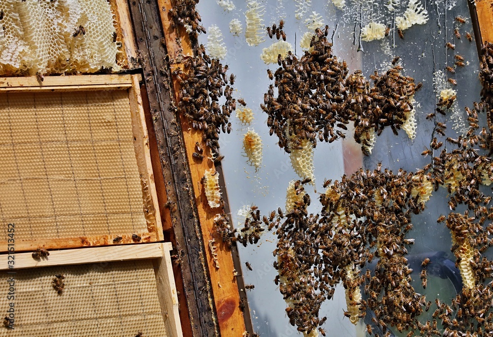 Honey Bee. Honeycomb and honey collection. Every year, beekeepers take care of bee colony and collect honey. Honey Bee. Honeycomb and honey collection. Every year, beekeepers take care of bee colony and collect honey.