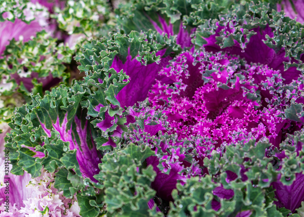 Purple Ornamental cabbage at the garden. Acephala Group Kale. Purple Ornamental cabbage at the garden. Acephala Group Kale.