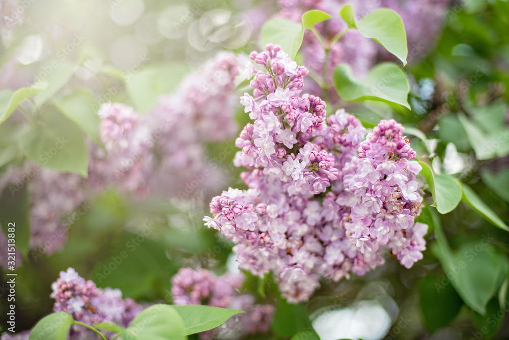 macro view of flower lilac. A beautiful bunch of lilac closeup. Bush Bloom. flowers in the garden. Soft selective focus. macro view of flower lilac. A beautiful bunch of lilac closeup. Bush Bloom. flowers in the garden. Soft selective focus.