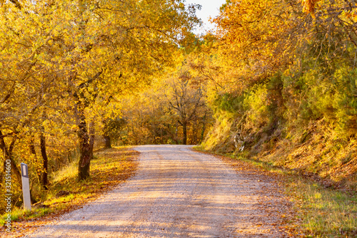 road in the woods with autumn colors in Tuscany