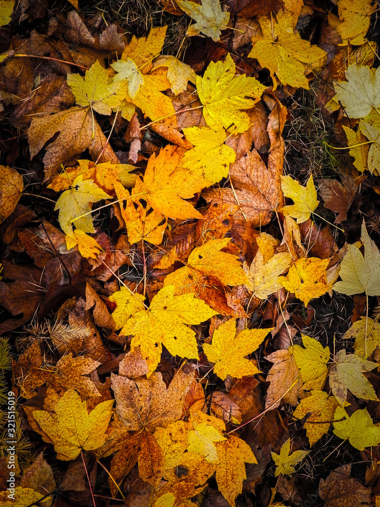 Yellow autumnal leaves as nature background.